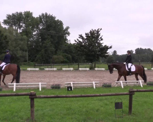 Reitturnier Nettetal-Lobberich 2024