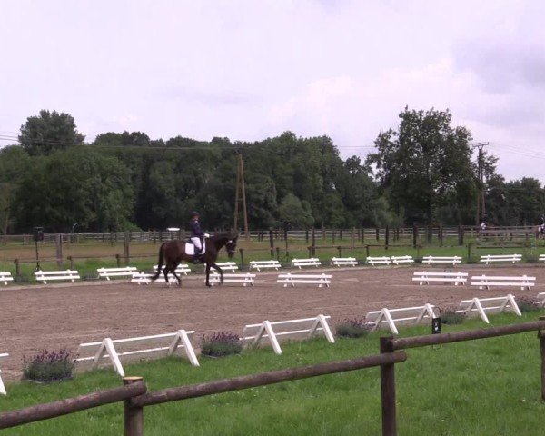Reitturnier Nettetal-Lobberich 2024
