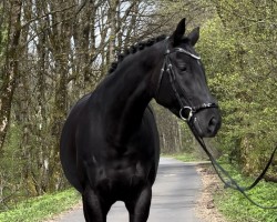 dressage horse Ovina 4 (German Sport Horse, 2017, from Fürsten-Look)
