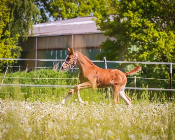 horse Sacre Coeur JG (Oldenburg, 2024, from San Escobar OLD)