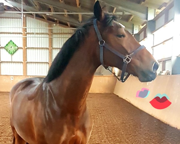 horse Dolce Vita BB Z (Zangersheide riding horse, 2014, from Davidoff BB)