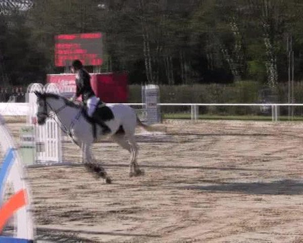 Dressur- und Springturnier Eröffnung der grünen Saison 2013
