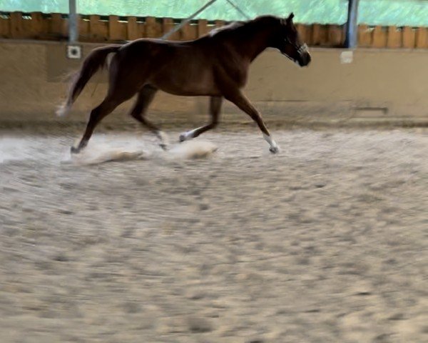 horse Dior Sauvage KNM (Westphalian, 2022, from Diablue PS)