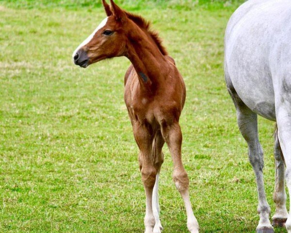horse Extravagant S (Oldenburg show jumper, 2023, from Emerald van 't Ruytershof)