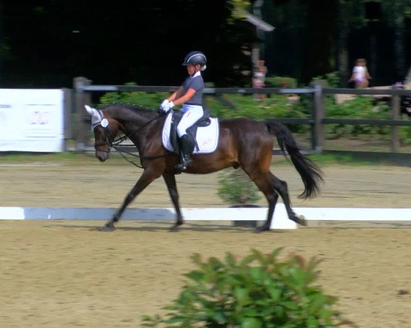 Reitturnier Stadtlohn 2024