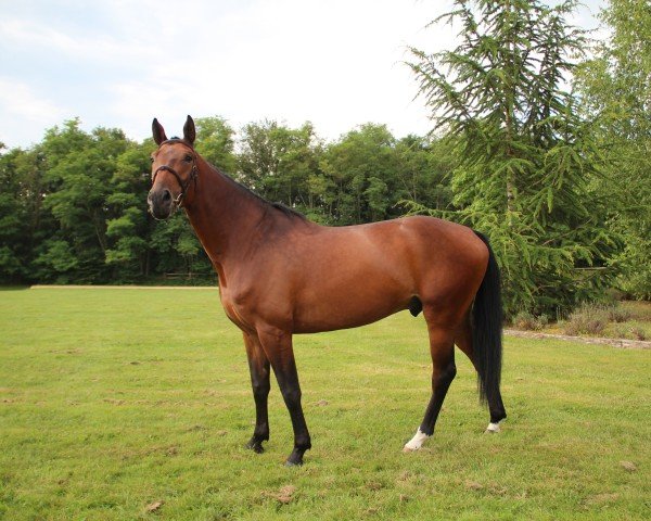 Pferd Jaloustar De La Folie (Selle Français, 2019, von Balou Star)