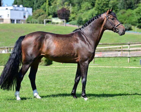 jumper Jaspe du Lys (Selle Français, 2019, from Dollar du Rouet)