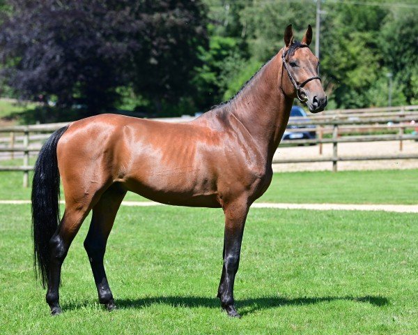 jumper Talentoso D Asbo (Belgian Warmblood, 2019, from Prestige van het Kluizebos)