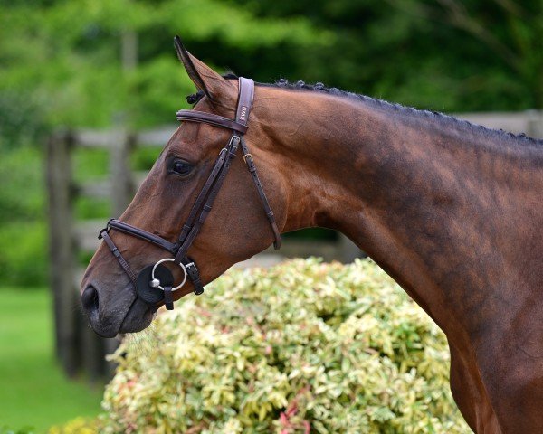 horse Maestria M-G C Leuze (Belgium Sporthorse, 2018, from Balou du Rouet)