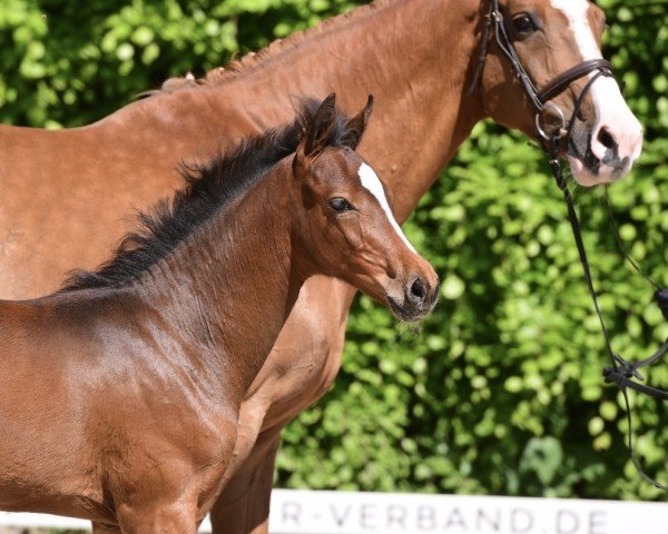 horse Stella K (Holsteiner, 2024, from Keaton HV)