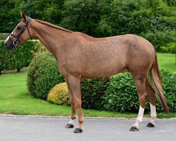 Springpferd Lobke de Vinck (Belgium Sporthorse, 2017, von Untouchable)