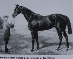 stallion Herold xx (Thoroughbred, 1917, from Dark Ronald xx)