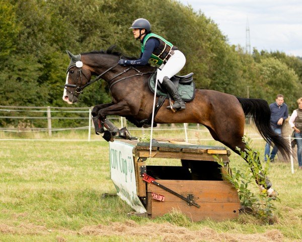 jumper Skarlett 47 (Hanoverian, 2012, from Stolzenberg)