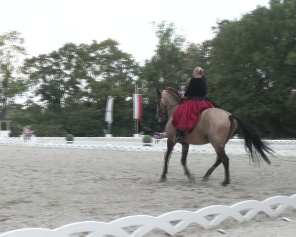 Reitturnier Perchtoldsdorf 2024