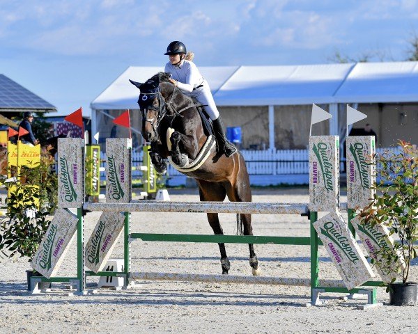 jumper Castellina 7 (Holsteiner, 2012, from Castelan II Pkz)