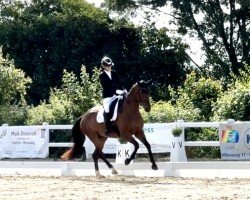 horse Santa Rose 2 (Oldenburg, 2019, from Santo Domingo)