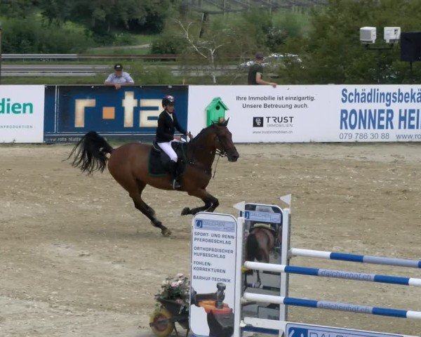 Reitturnier Wädenswil 2024