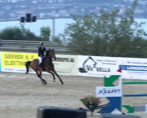 Reitturnier Wädenswil 2024