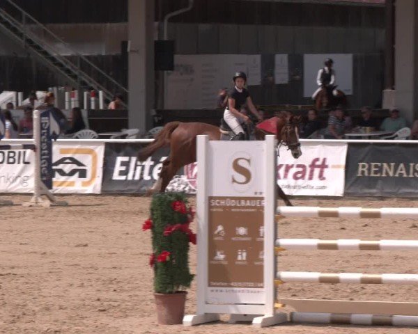 Reitturnier Ranshofen - Braunau am Inn 2024