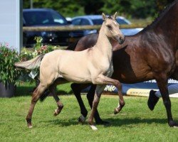 horse Glückskeks (German Riding Pony, 2024, from Gold Garant)