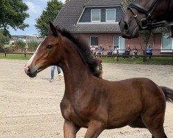 horse Sahnehäubchen G (Holsteiner, 2024, from Million Dollar)