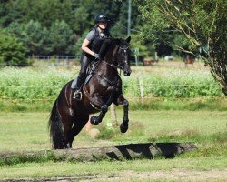 Dressurpferd Happy Day (Trakehner, 2018, von Fairmont Hill (ex Fliederglanz))
