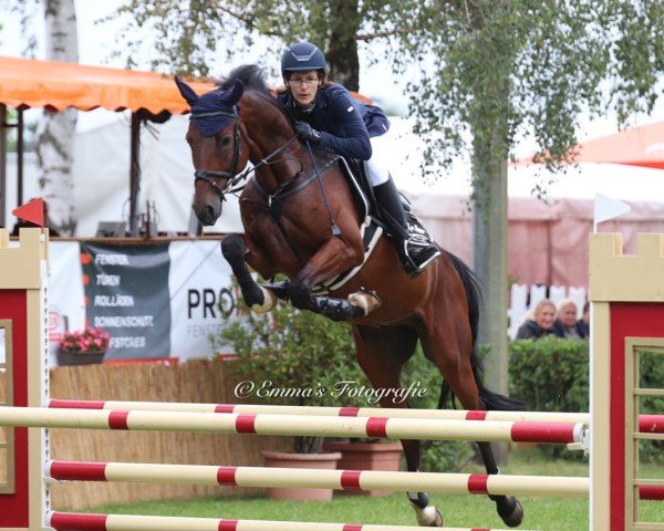 Jumper Casper 508 (German Sport Horse, 2020, from Casallco)