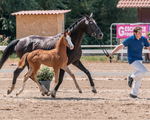 broodmare We love to entertain you (Austrian Warmblood, 2024, from Pride)
