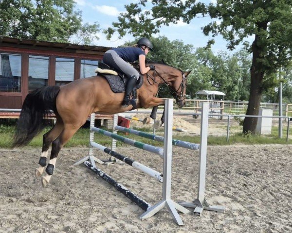 Dressurpferd Lysanto de luxe (Hannoveraner, 2006, von DE 331310000001) Dressurpferd Lysanto de luxe (Hannoveraner, 2006, von DE 331310000001)