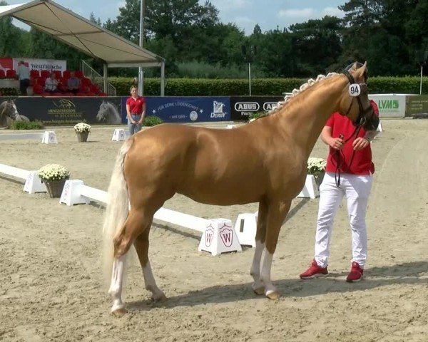 Westfälische Eliteschau für 3- und 4-jährige Deutsche Reitponys 2024
