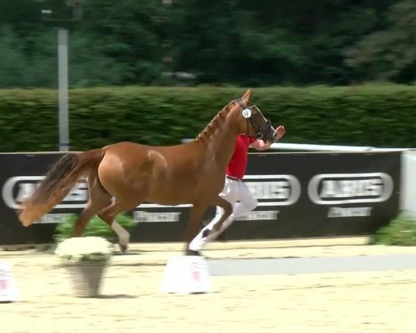 Westfälische Eliteschau für 3- und 4-jährige Deutsche Reitponys 2024