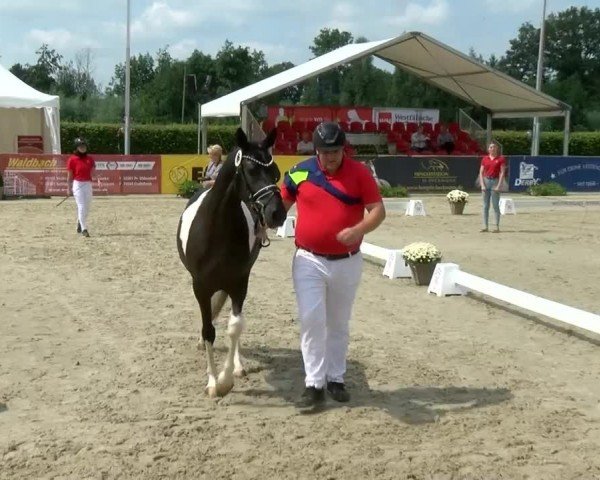 Westfälische Eliteschau für 3- und 4-jährige Deutsche Reitponys 2024