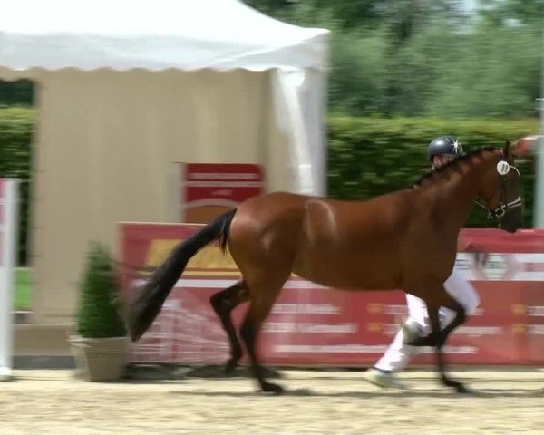 Westfälische Eliteschau für 3- und 4-jährige Deutsche Reitponys 2024