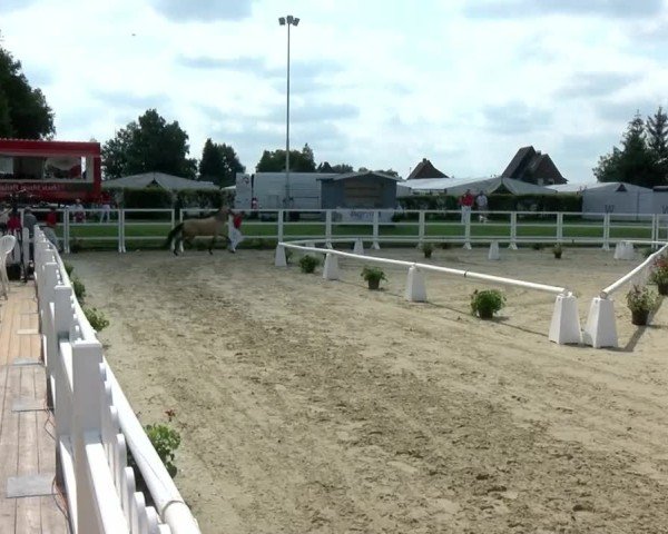 Westfälische Eliteschau für 3- und 4-jährige Deutsche Reitponys 2024