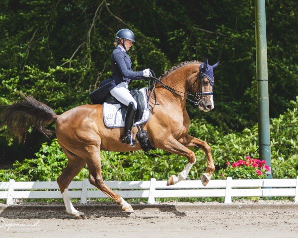 dressage horse Ballino von der Weide (Oldenburg, 2013, from Callaho's Benicio)