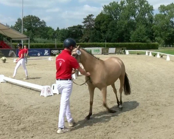 Westfälische Eliteschau für 3- und 4-jährige Deutsche Reitponys 2024