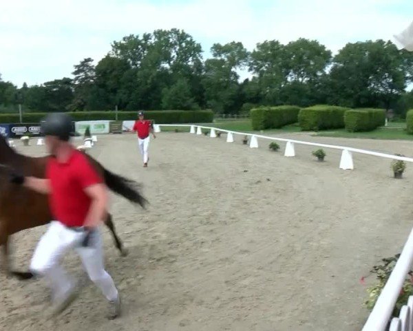 Westfälische Eliteschau für 3- und 4-jährige Deutsche Reitponys 2024