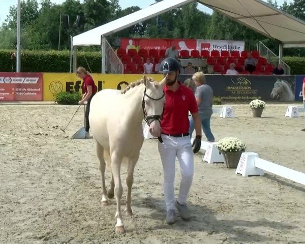 Westfälische Eliteschau für 3- und 4-jährige Deutsche Reitponys 2024