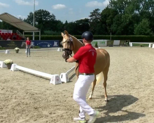 Westfälische Eliteschau für 3- und 4-jährige Deutsche Reitponys 2024
