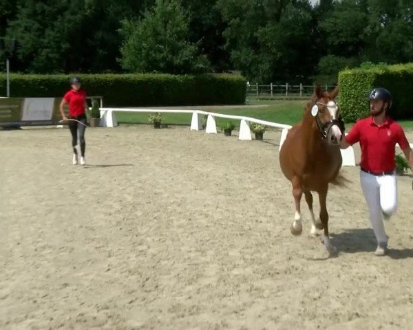 Westfälische Eliteschau für 3- und 4-jährige Deutsche Reitponys 2024