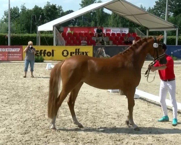 Westfälische Eliteschau für 3- und 4-jährige Deutsche Reitponys 2024