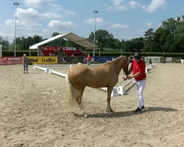 Westfälische Eliteschau für 3- und 4-jährige Deutsche Reitponys 2024