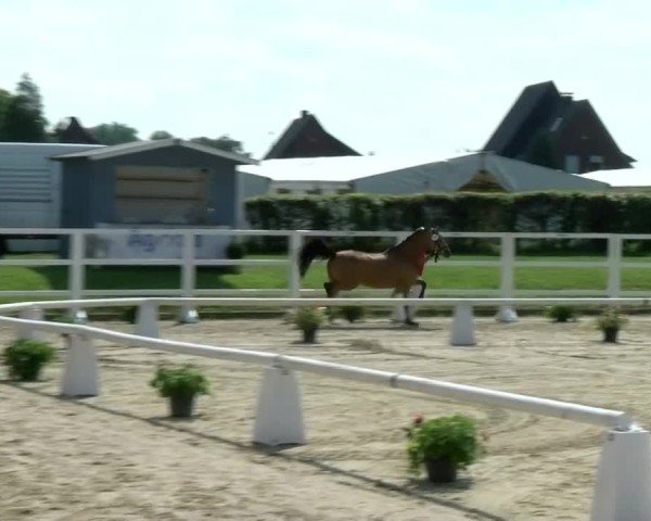 Westfälische Eliteschau für 3- und 4-jährige Deutsche Reitponys 2024