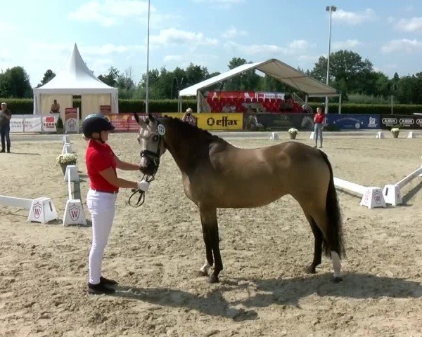 Westfälische Eliteschau für 3- und 4-jährige Deutsche Reitponys 2024