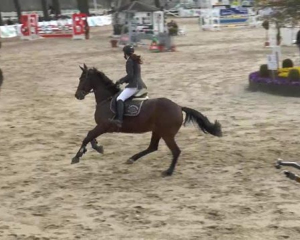 Lenklarer Reitertage auf der Reitsportanlage Gripshöver 2013