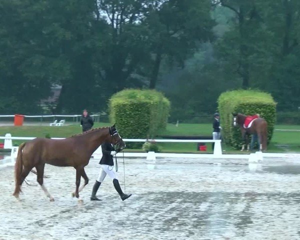 Reitturnier Münster-Handorf | Westfalen-Woche 2024