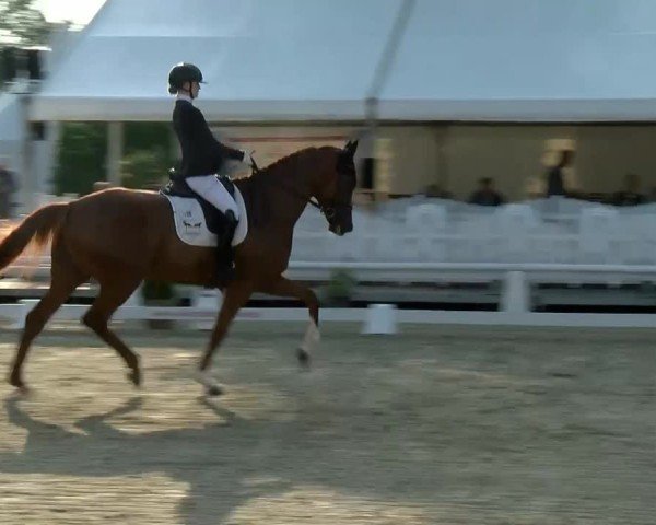 Reitturnier Münster-Handorf 2024