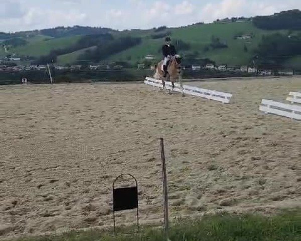 Video of Ariat
