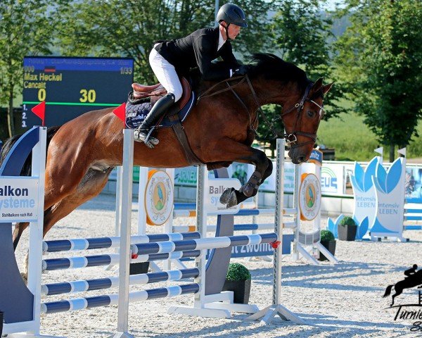 jumper Cancalit Z (Zangersheide riding horse, 2020, from Canoso)
