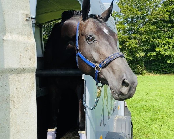 dressage horse Rock Star 18 (Rhinelander, 2015, from Rockefeller)